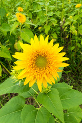 “Tohoku Yae”, Sunflower in Summer