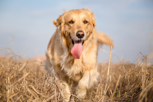 Golden retriever dog outdoor portrait