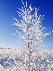 дерево покрытое инеем на фоне голубого неба