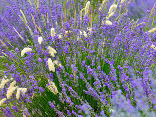 Obraz premium Lavender
