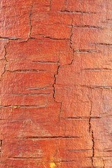 Birch Log with Peeled Off Bark