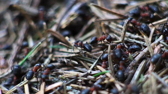 ants in an anthil