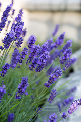 Gardens with the flourishing lavender