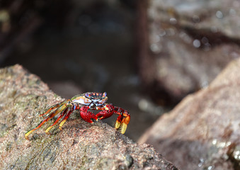 Rote Klippenkrabbe auf Teneriffa