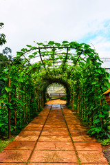 live green tunnel made from with plants