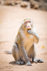 monkey sitting on the ground and eats