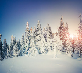 Trees covered with hoarfrost and snow in mountain forest.