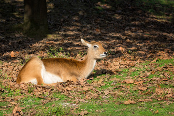 Female Fallow Dear