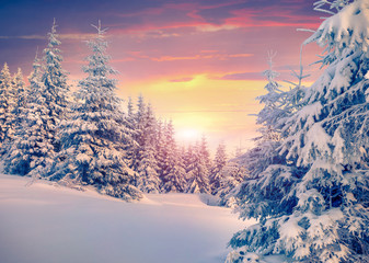 Obraz premium Colorful winter sunrise in the mountain forest.