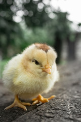 little yellow chick