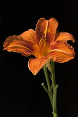 Taglilie, Hemerocallis, © Ruckszio