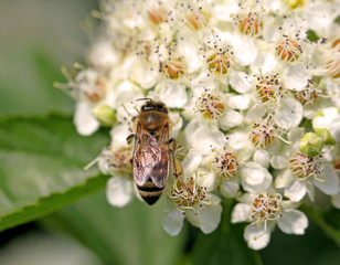 bee on a flower