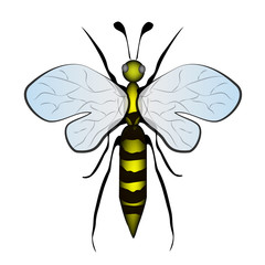 Yellow Bumble  Bee Cartoon Insect on White