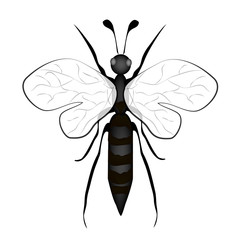 Black and White Bee Insect on White