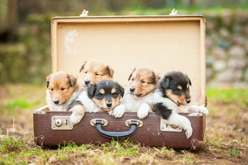 Five rough collie  puppies sitting in the suitcase