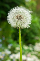 one dandelion