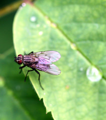 fly photographed close
