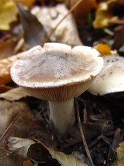 One mushroom in the forest Beshtau