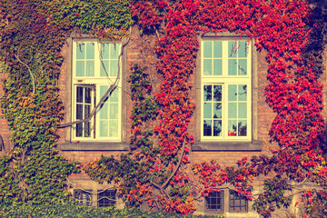 Fototapeta na wymiar Climbing vines of ivy on a house, vintage look