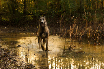 Wolfshund springt durch´s Wasser