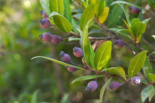 bacche di mirto (Myrtus communis)