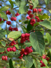 bacche rosse di fusaria comune (Euonymus europaeus)