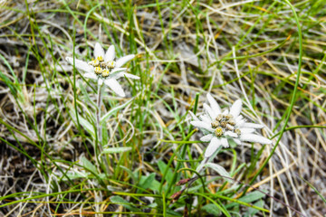 Edelweiss