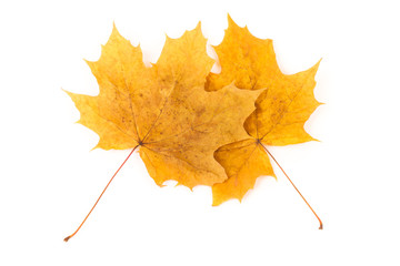 Two yellow autumn dry maple leaf on a white background