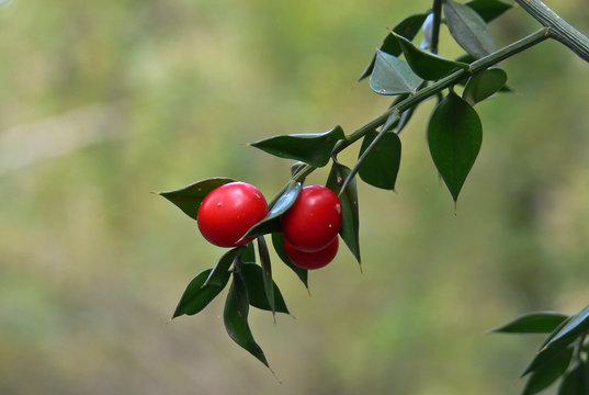 Bacche rosse di pungitopo (Ruscus aculeatus)