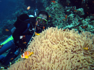 Anemonenfisch an Prachtanemone