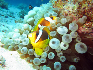 Anemonenfisch an Blasenanemone