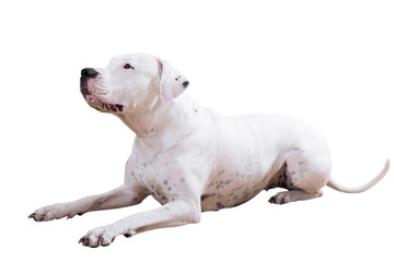 Obraz premium Dogo Argentino