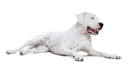 Obraz premium Lying adult dogo Argentino