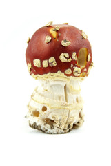 Champignon hallucinogène