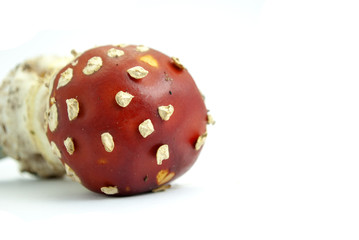 Champignon amanite tue mouches