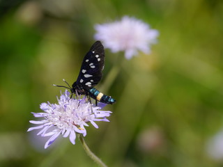 The nine-spotted moth  on a Scabiosa or pink mist