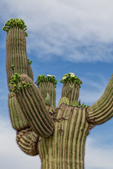 Unique Saguaro with Prickly Pear Growing in it
