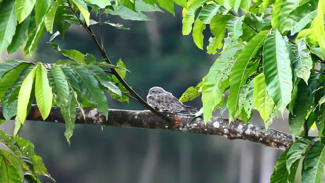 Sand-coloured Nighthawk, Chordeiles rupestris, roosting