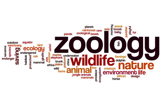 Zoology Natural – Coordonné