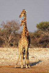 Zwei Giraffen im Etosha-Nationalpark, Namibia
