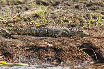 Nilkrokodil (Crocodylus niloticus) im Okavango Delta, Botswana