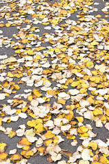 Obraz premium Colorful autumn leaves on ground