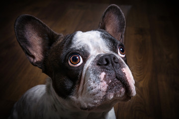 Fototapeta premium French bulldog portrait in dark room