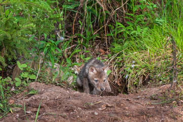 Coyote Pup (Canis latrans) Clambers out of Den