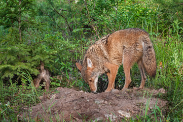 Adult Coyote (Canis latrans) and Pup Sniff About Den