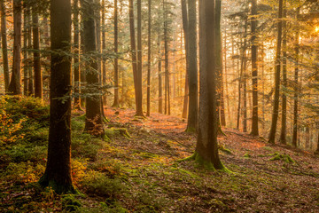 Fototapeta premium Black Forest