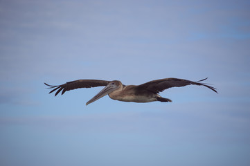 Pelican