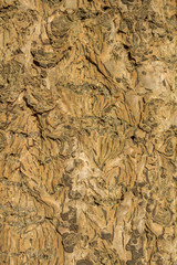 Detail view of conifer bark