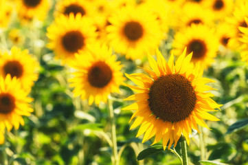 Gold solar field of sunflowers in Tuscany, Italy