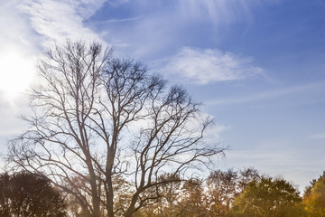Fototapeta na wymiar Leaveless tree